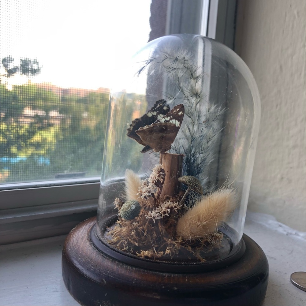 Vintage Taxidermy Butterfly Moth Oddity Bubble Display